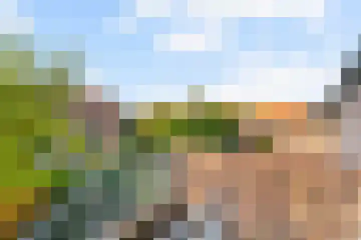 Rozeknop 21 Uitgeest thumbnail 25