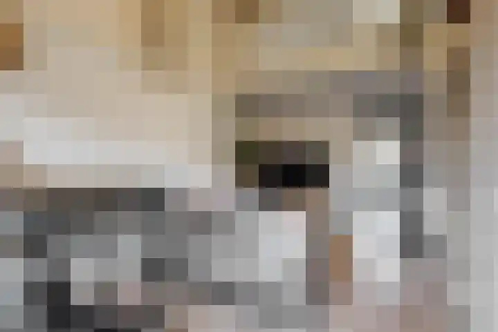 Rozeknop 21 Uitgeest thumbnail 6