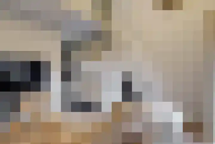 Rozeknop 21 Uitgeest thumbnail 7