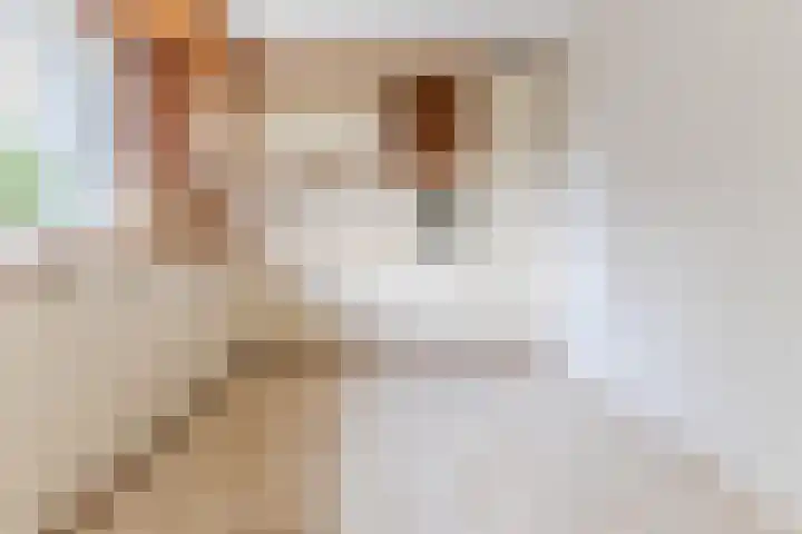 Rozelaar 16 Geldrop thumbnail 13
