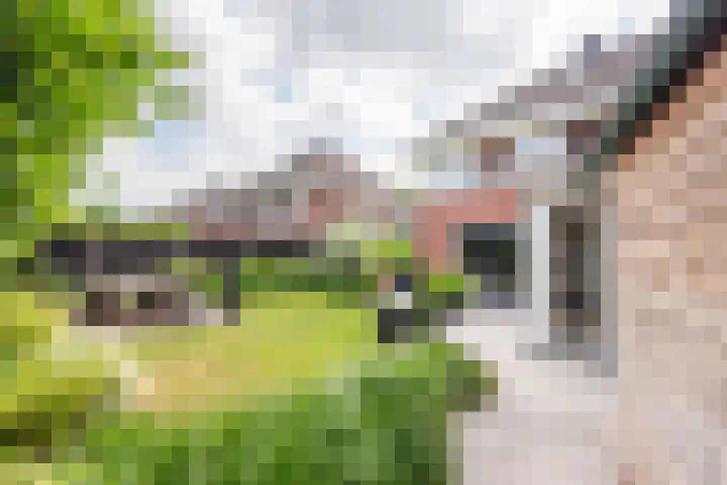Rozemarijn 16 Gendringen thumbnail 4