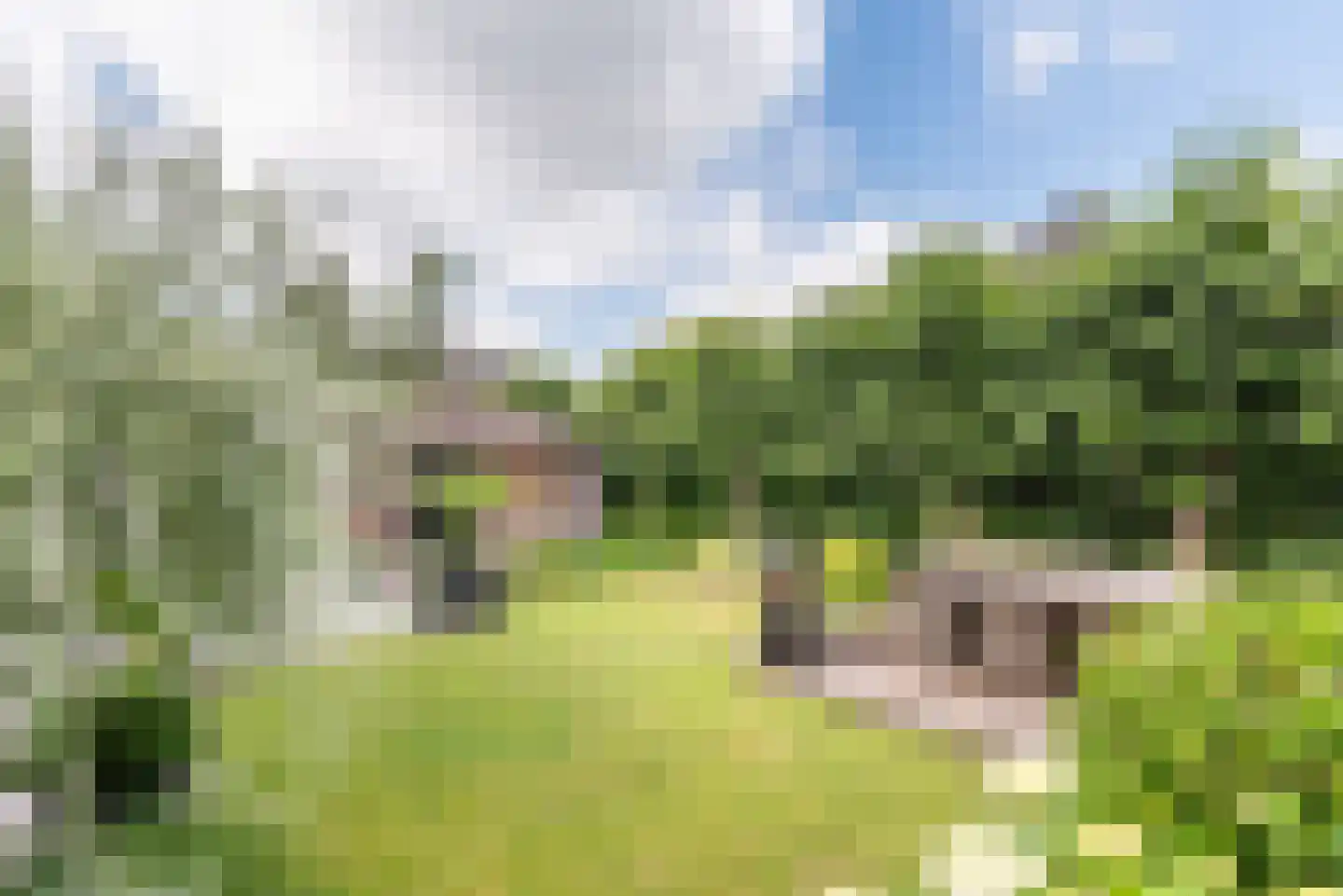 Rozemarijn 16 Gendringen thumbnail 50