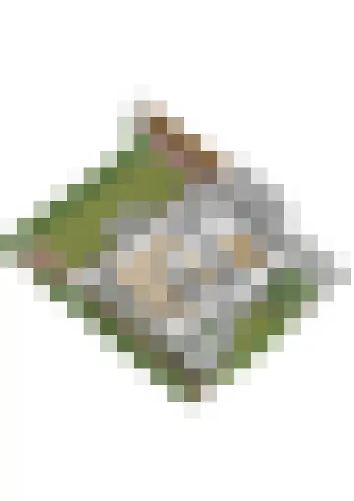 Rozemarijn 2 Wateringen thumbnail 50