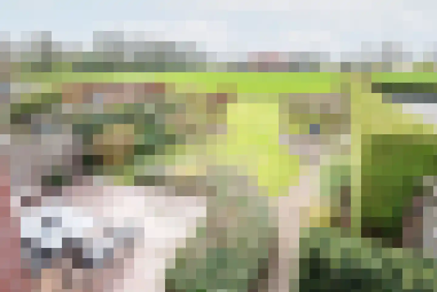 Rozemarijn 28 Gendringen thumbnail 30