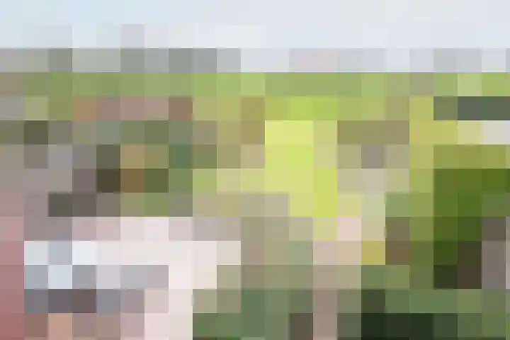 Rozemarijn 28 Gendringen thumbnail 32
