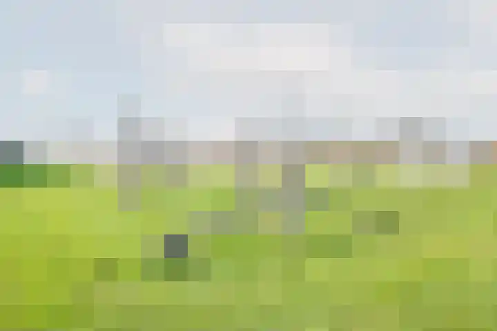 Rozemarijn 28 Gendringen thumbnail 49