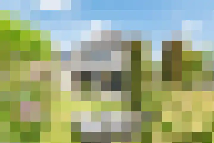Rozemarijn 36 Gendringen thumbnail 67