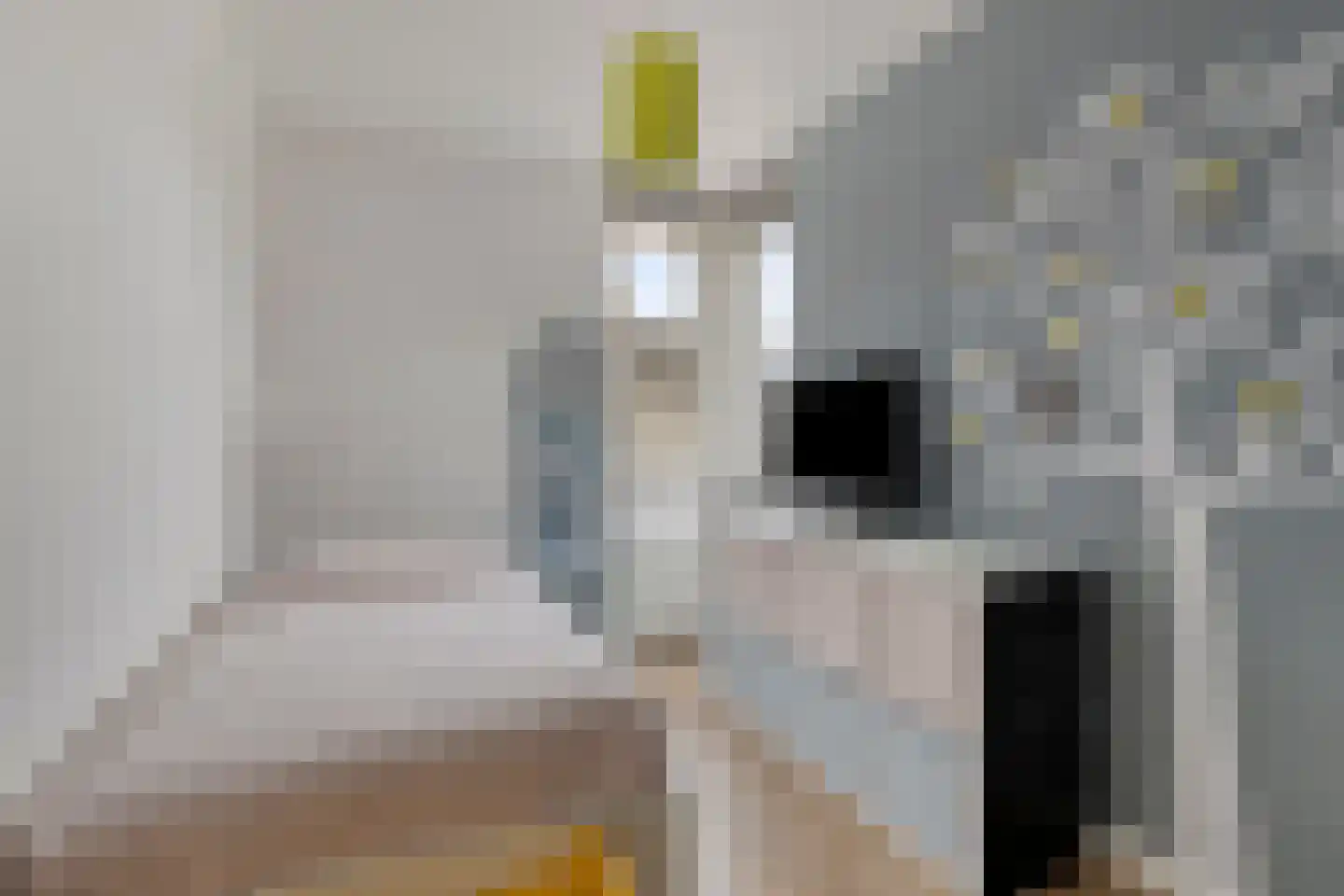 Rozemarijn 4 Venray thumbnail 26