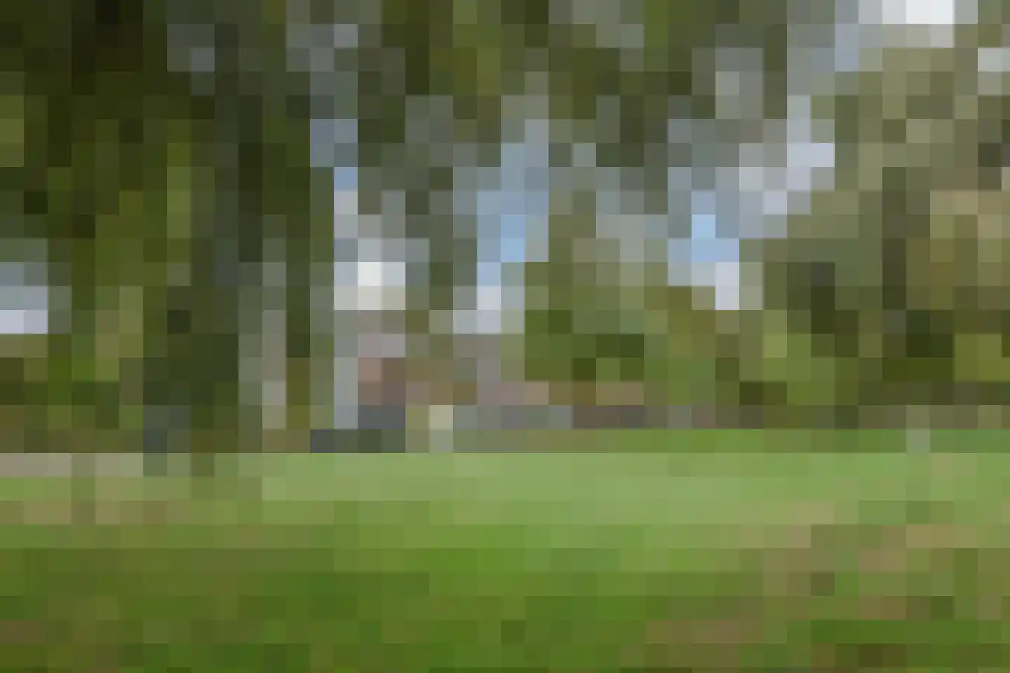 Rozemarijn 81 Wateringen thumbnail 46
