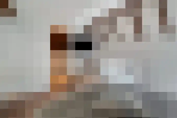 Rozemarijnsteeg 6 A Elburg thumbnail 38