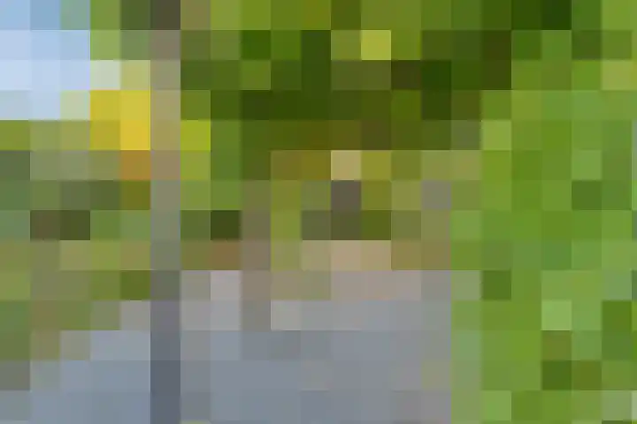 Rozemarijnstraat 9 Heinkenszand thumbnail 32