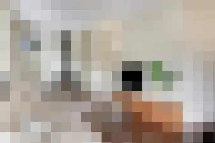 Rozenbos 10 Rheden thumbnail 12