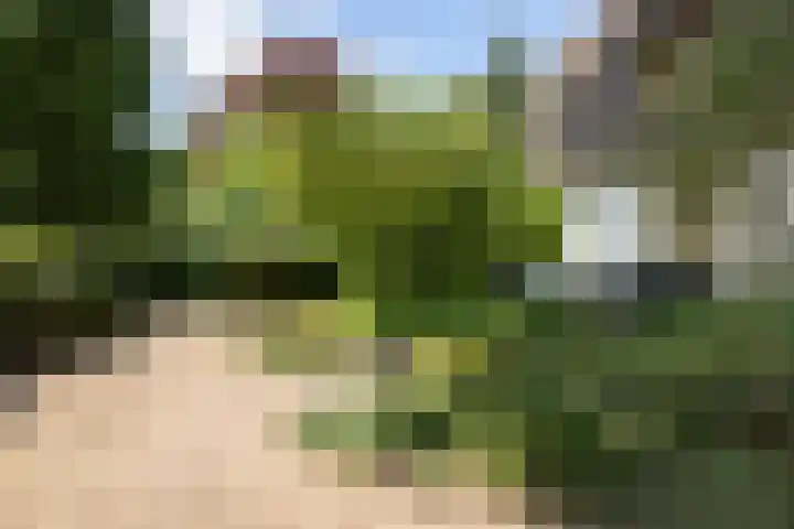 Rozenbos 10 Rheden thumbnail 49