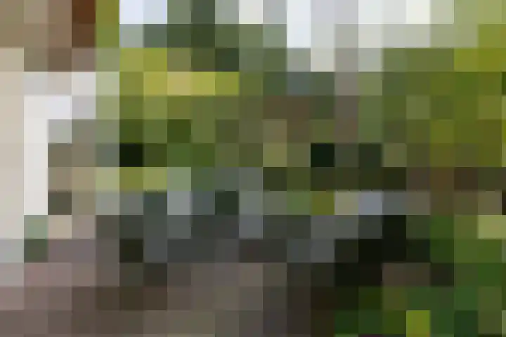 Rozenbos 10 Rheden thumbnail 55