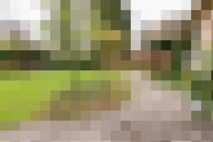 Rozenbos 3 a Rheden thumbnail 27
