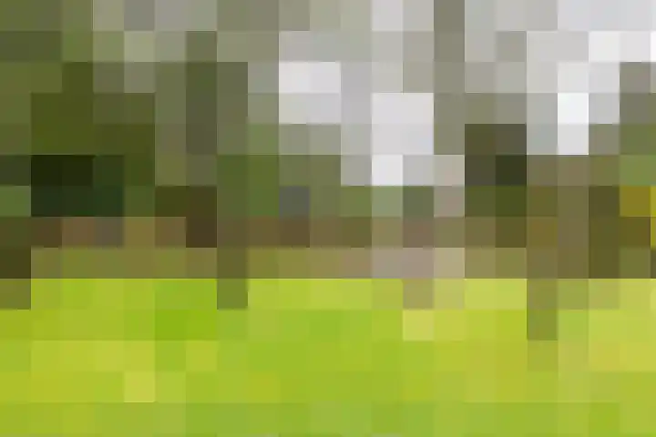 Rozenbos 3 a Rheden thumbnail 33