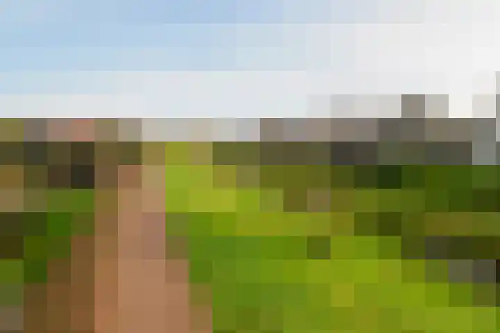 Rozenbottel 2 Hengelo thumbnail 39