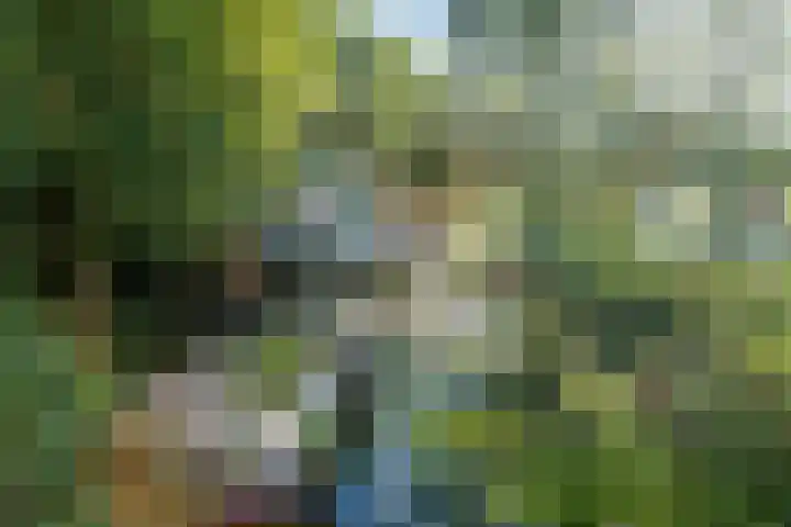 Rozenbroek 15 Milsbeek thumbnail 20