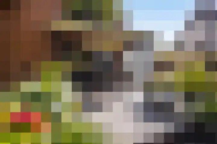 Rozenbroek 15 Milsbeek thumbnail 27
