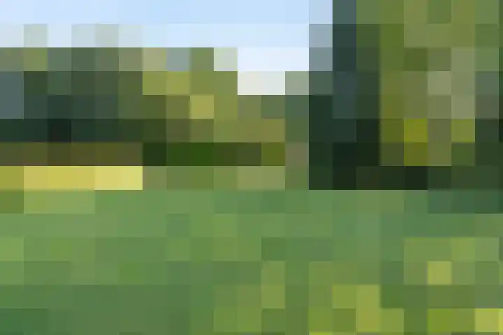 Rozenbroek 15 Milsbeek thumbnail 66