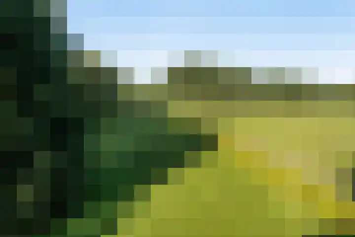 Rozenbroek 15 Milsbeek thumbnail 67