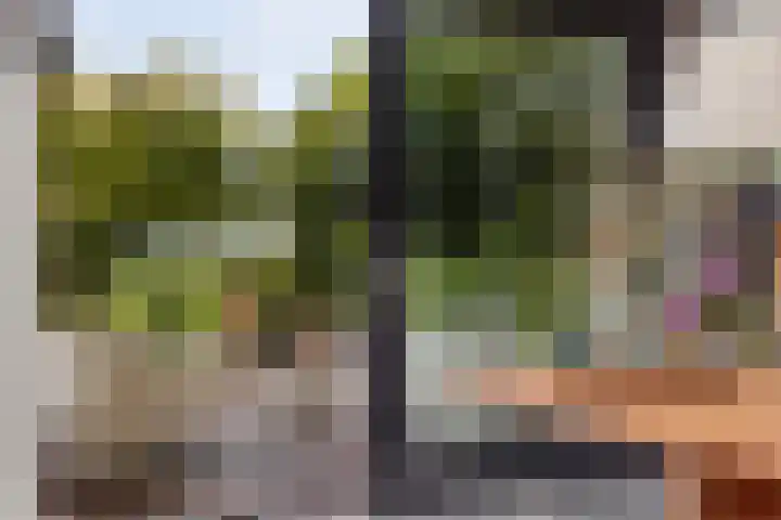 Rozenbroek 15 Milsbeek thumbnail 8