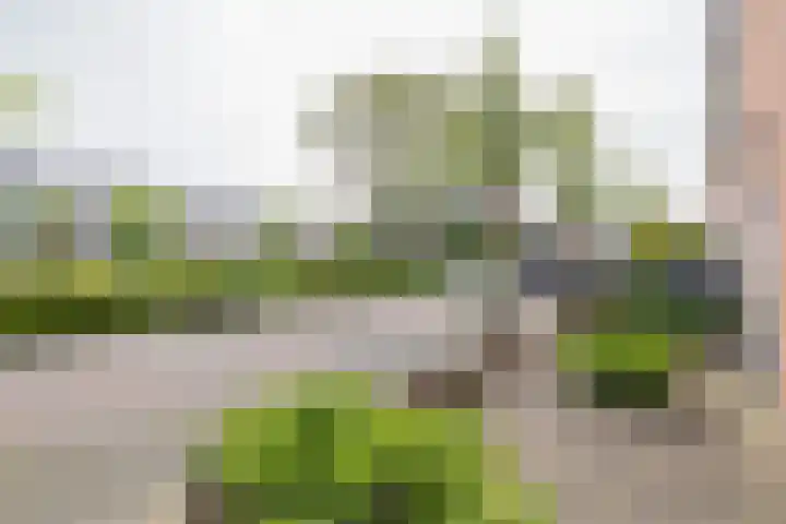 Rozenburg 27 Noordwijk thumbnail 27