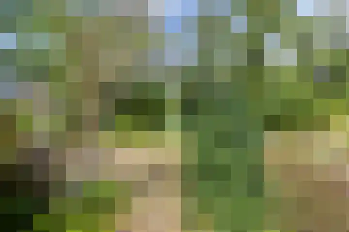 Rozendaal 6 Maasbree thumbnail 40