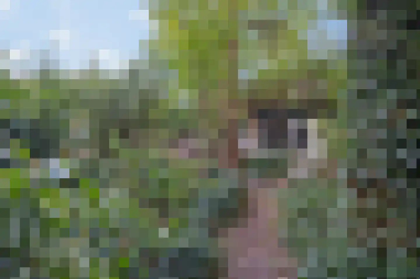 Rozendaalselaan 22 Velp thumbnail 23
