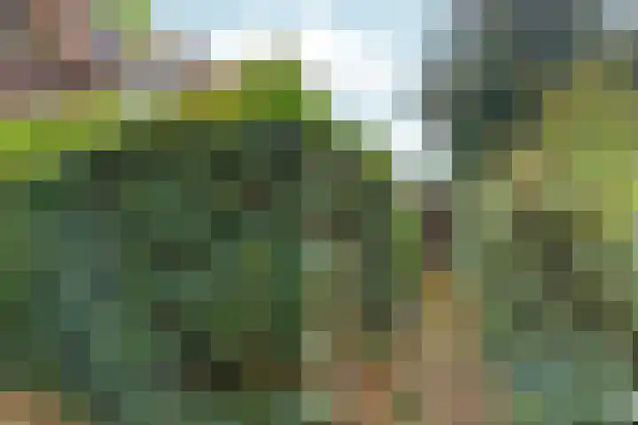Rozenhagelaan 14 Velp thumbnail 45