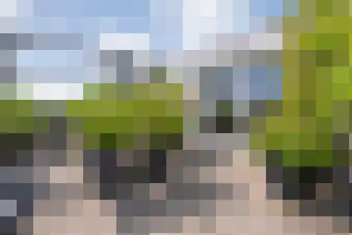 Rozenheim 2 A401 Dedemsvaart thumbnail 26