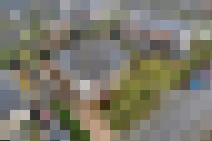 Rozenheim 72 Dedemsvaart thumbnail 5