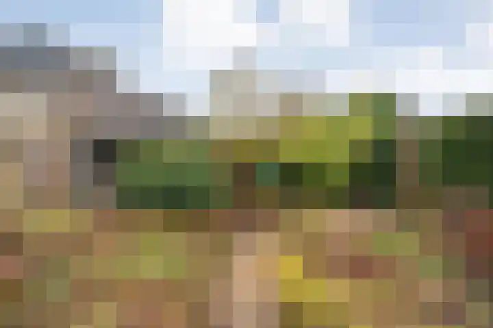 Rozenheim 72 Dedemsvaart thumbnail 53