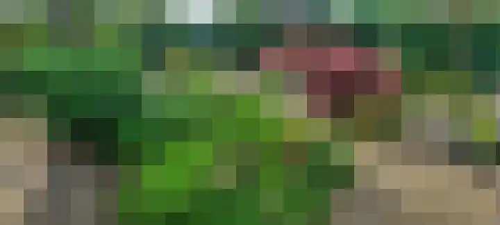 Rozenheim 72 Dedemsvaart thumbnail 65