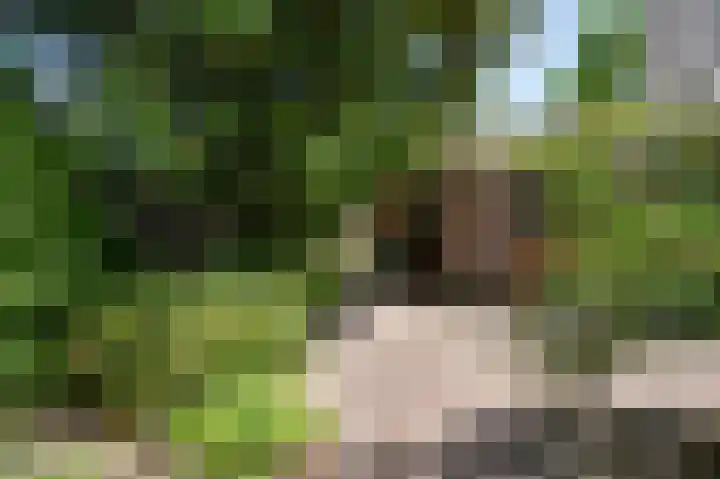 Rozenhof 1 Heythuysen thumbnail 30