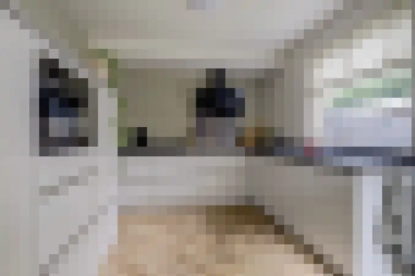 Rozenhof 4 Haps thumbnail 5