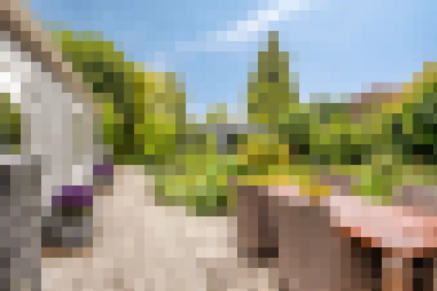 Rozenhofstraat 13 Steenenkamer thumbnail 5