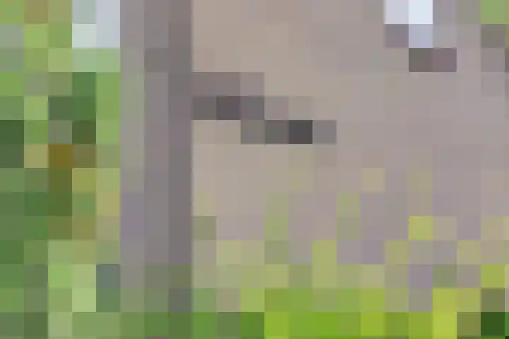 Rozenhofstraat 5 Steenenkamer thumbnail 4