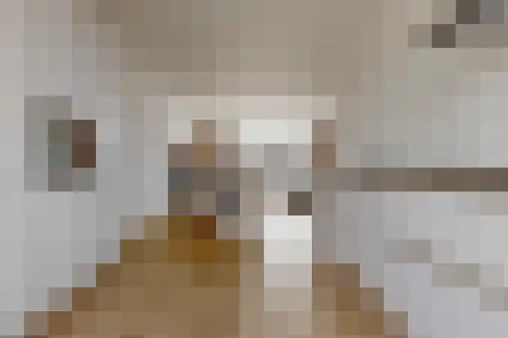 Rozenhofstraat 6 Hoef en Haag thumbnail 10