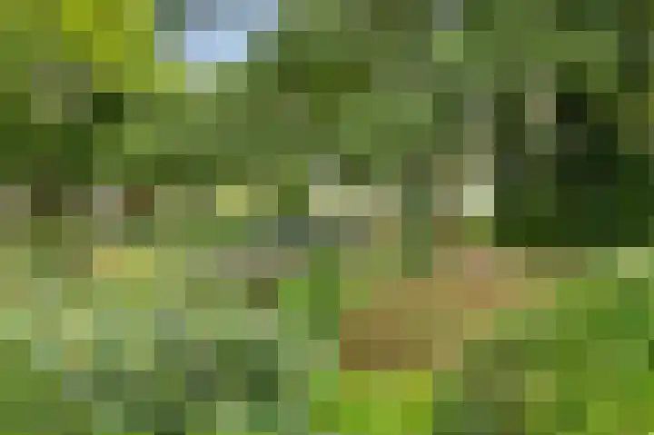 Rozenkamp 6 Eibergen thumbnail 41