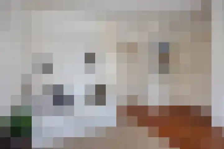 Rozenlaan 1 Boskoop thumbnail 12