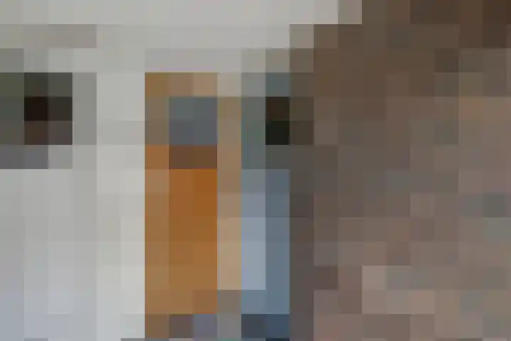 Rozenlaan 13 B Rotterdam thumbnail 5