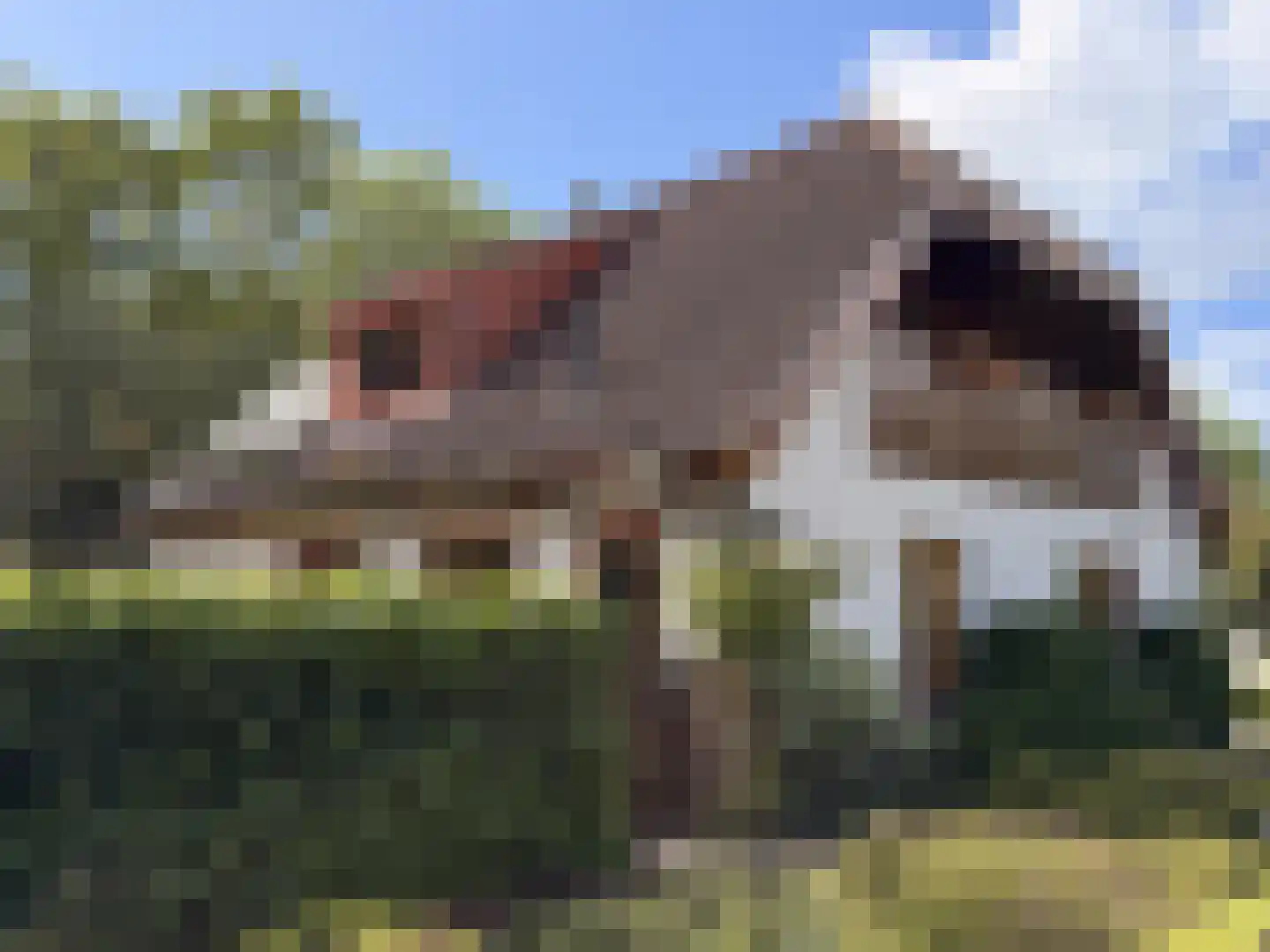 Rozenlaan 2 Burgh-Haamstede thumbnail 4