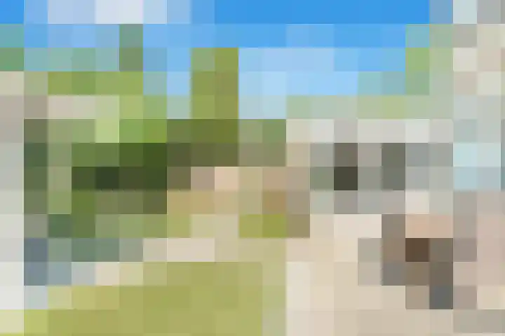 Rozenlaan 20 Klaaswaal thumbnail 38