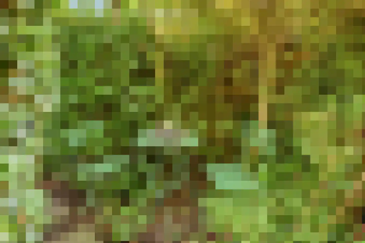 Rozenlaan 4 Oegstgeest thumbnail 33