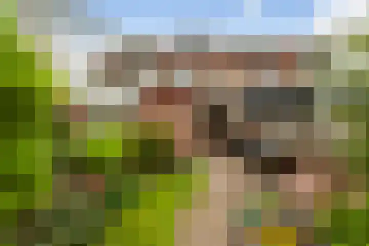 Rozenlaan 58 Vlaardingen thumbnail 19