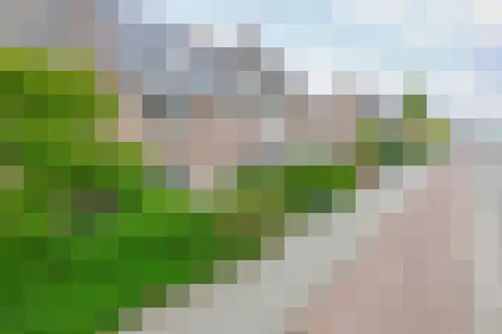 Rozenlaan 63 Rotterdam thumbnail 36