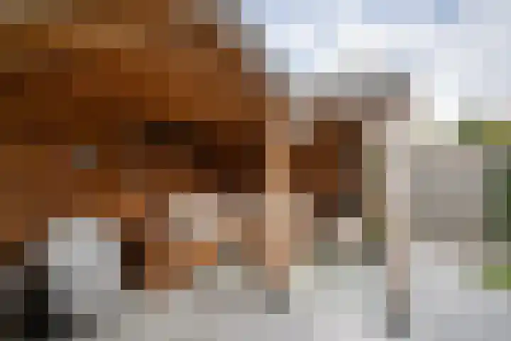 Rozenlaan 73 Vlaardingen thumbnail 14