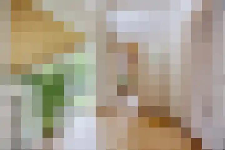 Rozenobel 34 Cuijk thumbnail 13