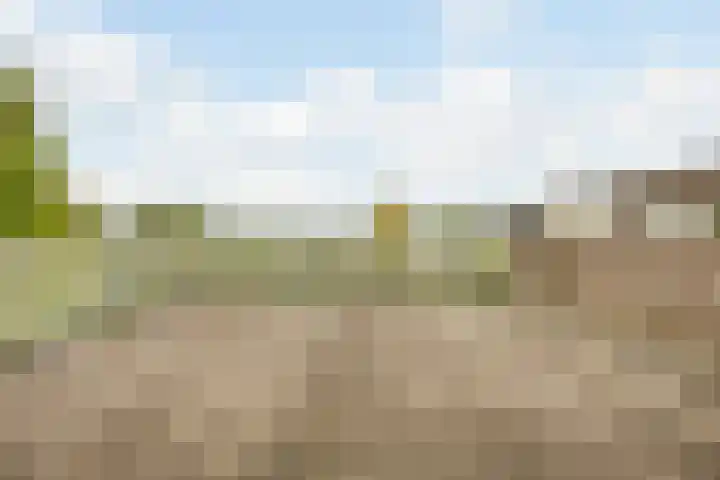Rozenobel 34 Cuijk thumbnail 22